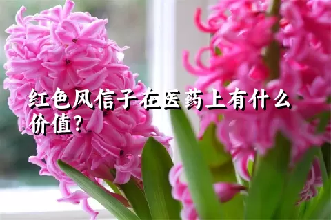 红色风信子在医药上有什么价值？