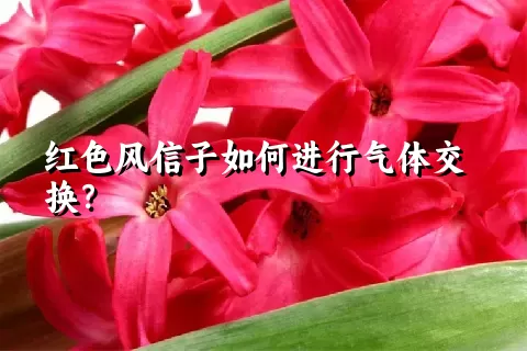 红色风信子如何进行气体交换？