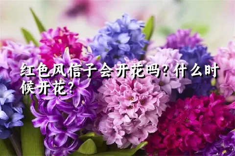 红色风信子会开花吗？什么时候开花？