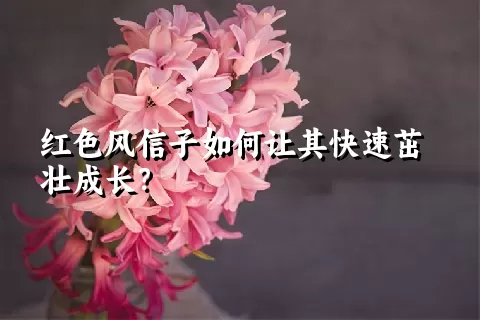 红色风信子如何让其快速茁壮成长？