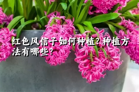 红色风信子如何种植？种植方法有哪些？