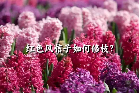 红色风信子如何修枝？