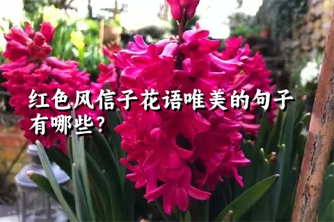 红色风信子花语唯美的句子有哪些？