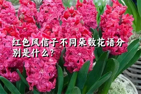 红色风信子不同朵数花语分别是什么？