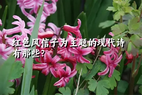 红色风信子为主题的现代诗有那些？