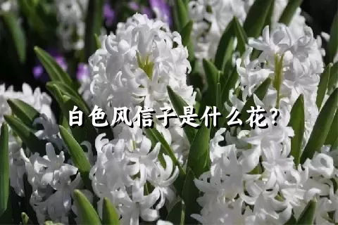 白色风信子是什么花？