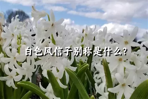 白色风信子别称是什么？