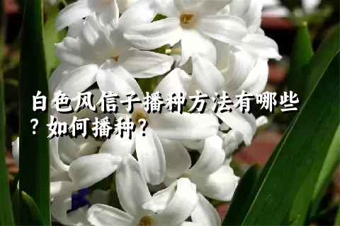 白色风信子播种方法有哪些？如何播种？