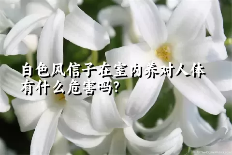 白色风信子在室内养对人体有什么危害吗？