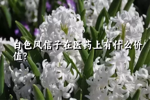 白色风信子在医药上有什么价值？