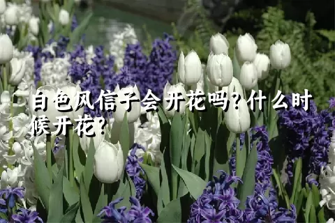 白色风信子会开花吗？什么时候开花？