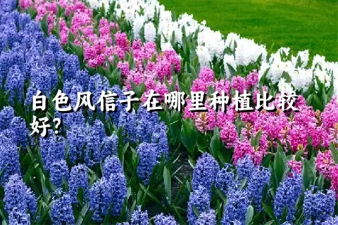 白色风信子在哪里种植比较好？