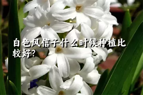 白色风信子什么时候种植比较好？