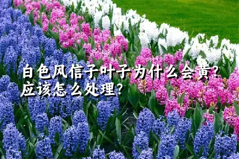 白色风信子叶子为什么会黄？应该怎么处理？