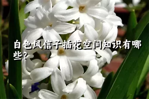 白色风信子插花空间知识有哪些？