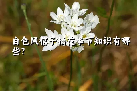 白色风信子插花季节知识有哪些？