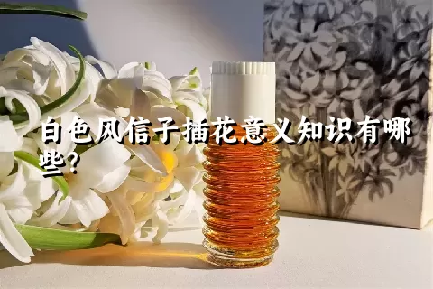 白色风信子插花意义知识有哪些？