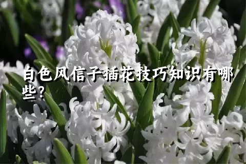 白色风信子插花技巧知识有哪些？