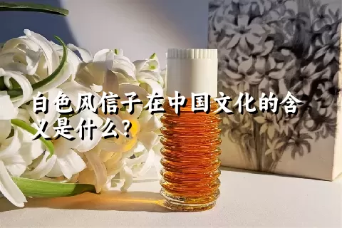 白色风信子在中国文化的含义是什么？