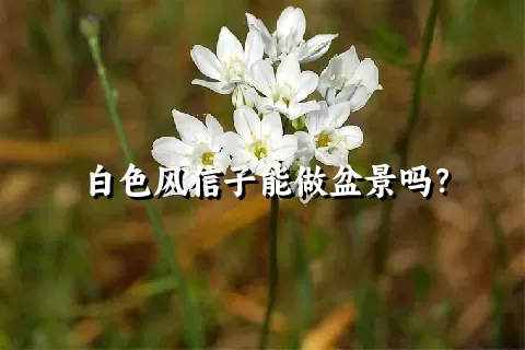 白色风信子能做盆景吗？