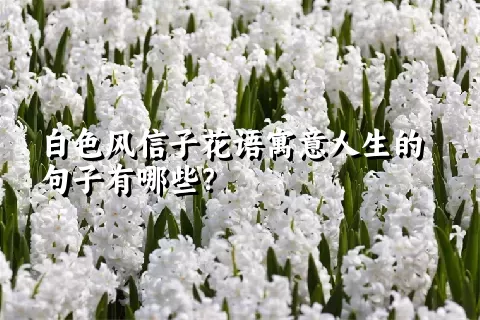 白色风信子花语寓意人生的句子有哪些？