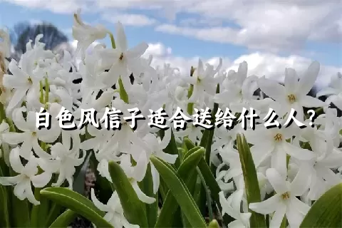 白色风信子适合送给什么人？