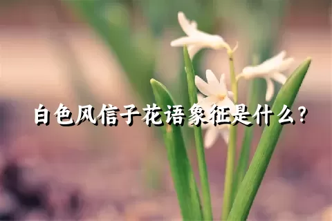 白色风信子花语象征是什么？