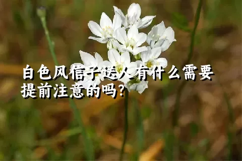 白色风信子送人有什么需要提前注意的吗？