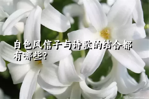 白色风信子与诗歌的结合都有哪些？