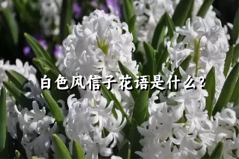 白色风信子花语是什么？