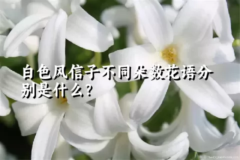 白色风信子不同朵数花语分别是什么？