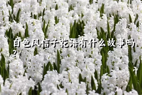 白色风信子花语有什么故事吗？