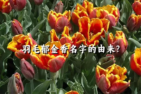 羽毛郁金香名字的由来？