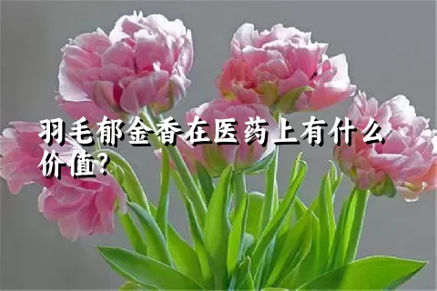 羽毛郁金香在医药上有什么价值？