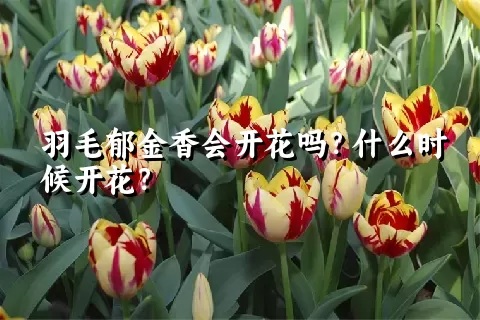 羽毛郁金香会开花吗？什么时候开花？