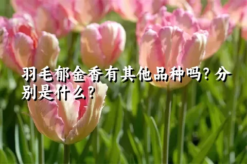 羽毛郁金香有其他品种吗？分别是什么？