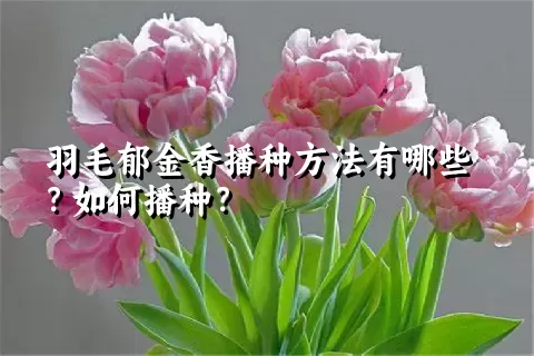 羽毛郁金香播种方法有哪些？如何播种？