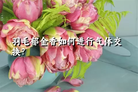 羽毛郁金香如何进行气体交换？