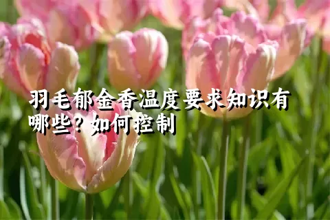 羽毛郁金香温度要求知识有哪些？如何控制