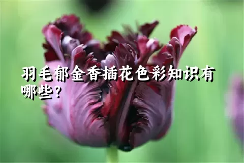 羽毛郁金香插花色彩知识有哪些？