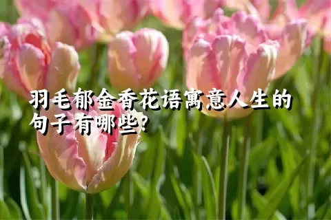 羽毛郁金香花语寓意人生的句子有哪些？