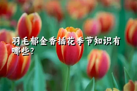 羽毛郁金香插花季节知识有哪些？