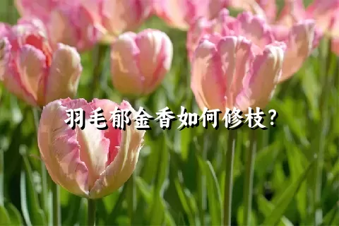 羽毛郁金香如何修枝？