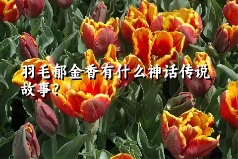 羽毛郁金香有什么神话传说故事？