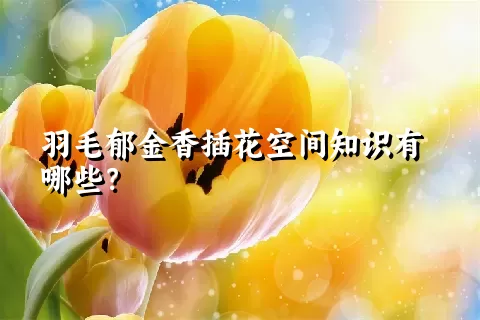 羽毛郁金香插花空间知识有哪些？