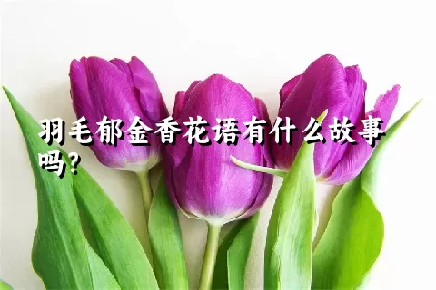 羽毛郁金香花语有什么故事吗？