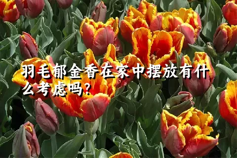 羽毛郁金香在家中摆放有什么考虑吗？