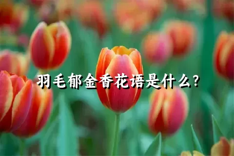 羽毛郁金香花语是什么？