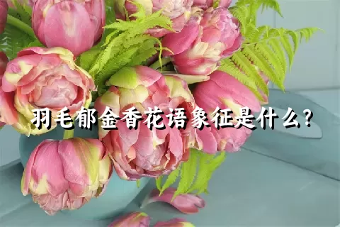 羽毛郁金香花语象征是什么？