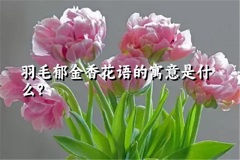 羽毛郁金香花语的寓意是什么？